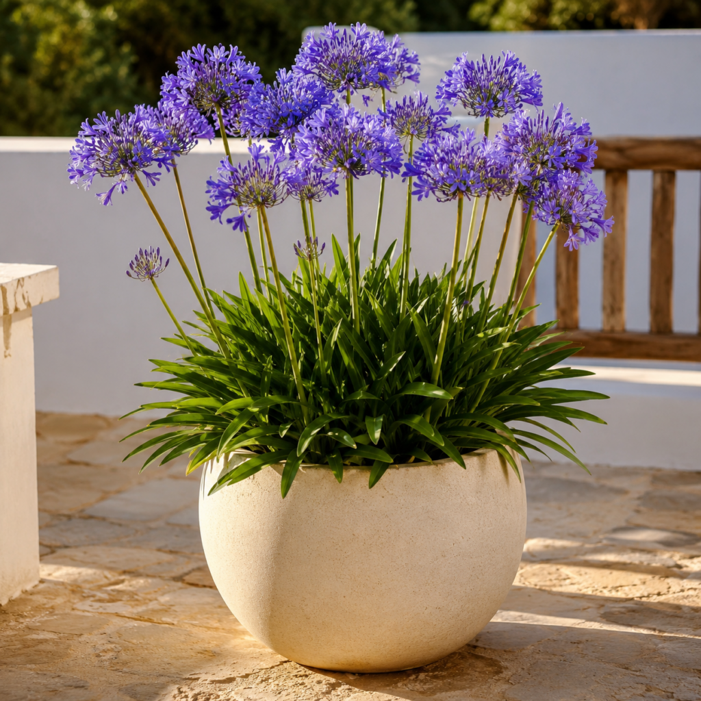 Agapanthus mit blauen Blütendolden in großem cremefarbenem Keramiktopf auf sonniger Terrasse