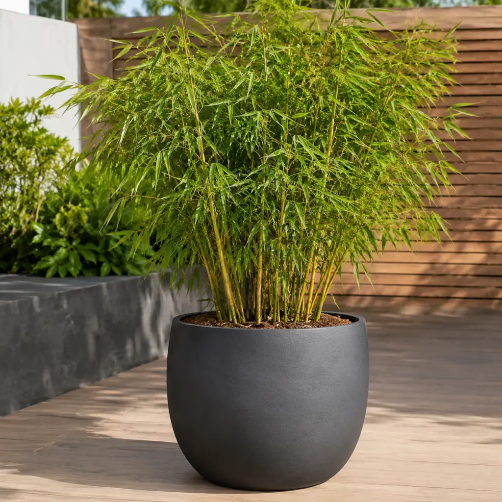 Bambus mit eleganten grünen Halmen in großem dunklen Keramiktopf auf moderner Terrasse